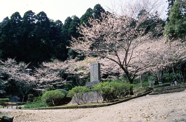 Cherry blossoms and azaleas in Shiroyama Park