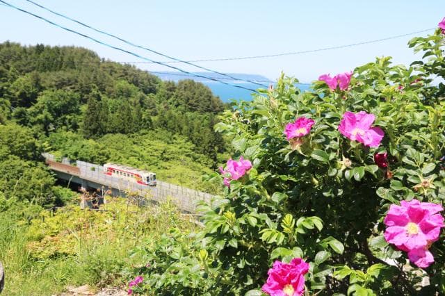 Beach eggplant and three iron train