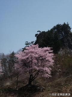 石割桜と立岩