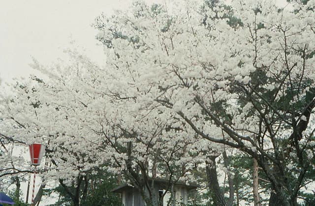 Cherry blossoms at Ichinotani Park