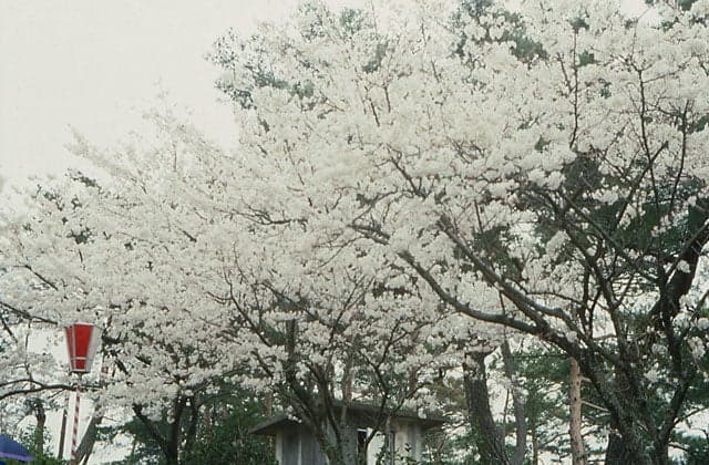 一の谷公園の桜