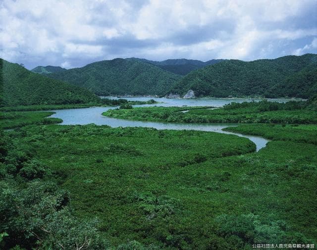 Mangrove colony