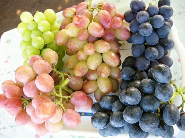 Okamachi Kokura Grape (1)