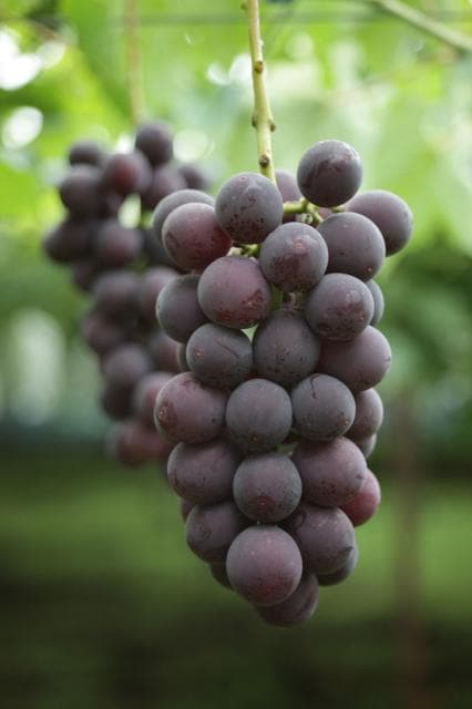 Okamachi Kokura Grape (2)