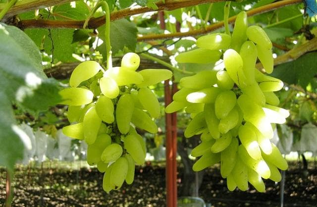 Okamachi Kokura Grape (3)