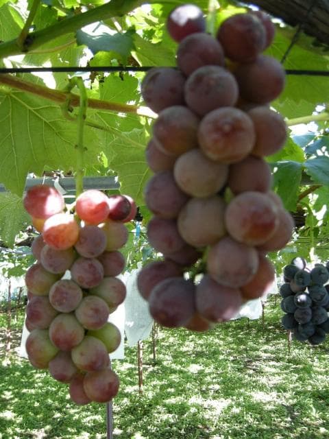 Kokura Grape, Yoshioka Town (4)