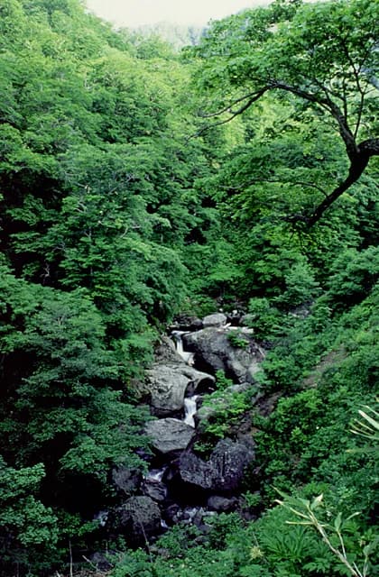 Bear return valley