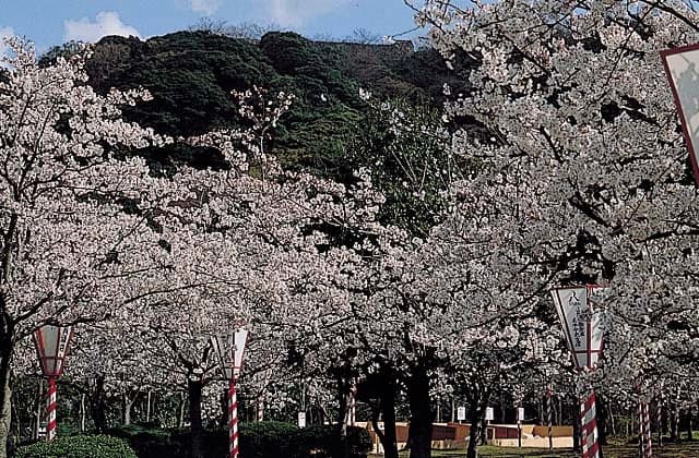 Cherry blossoms in Minatoyama Park