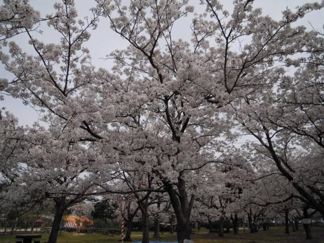 Cherry blossoms in Minatoyama Park