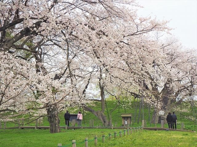 Sakura Park in Daruma