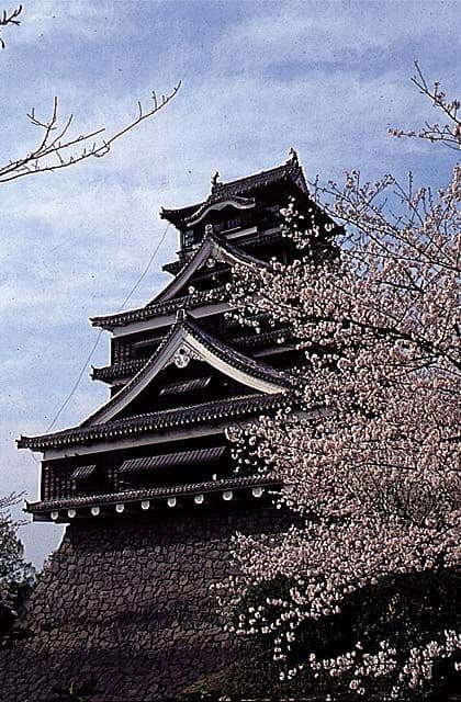 熊本城の桜