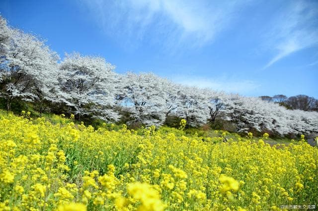 A row of cherry trees at Kumano-jinja Shrine