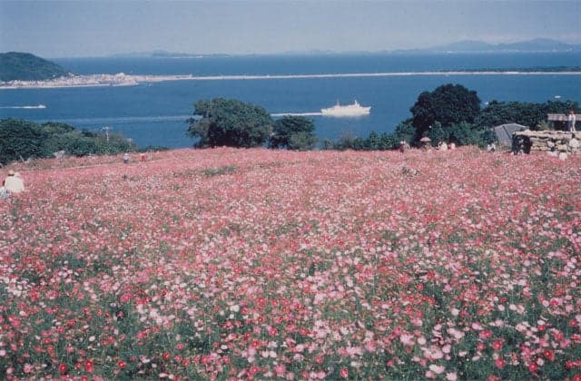 Cosmos in Island Park