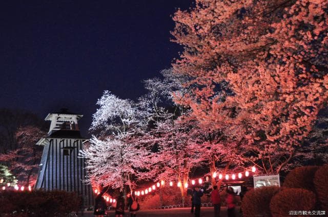 Cherry blossoms at Numata Park
