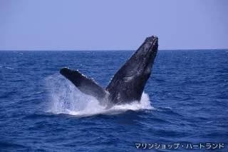 ホエールウォッチング