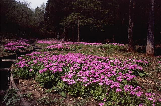 Primrose communities in Akagi and Itabashi