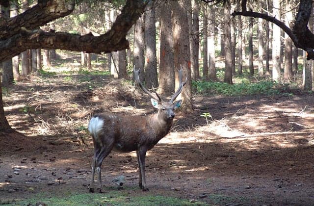Sika deer