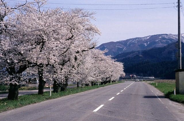 Row of cherry trees