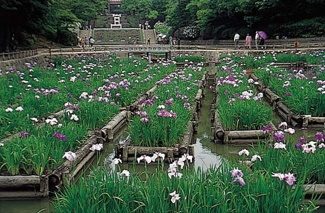 夜宮公園の花しょうぶ
