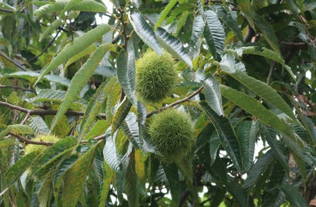 高千穂ひのかげくり