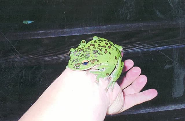 Moria frog