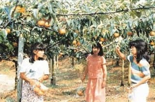 Seta Farm / None, Grape, Apple