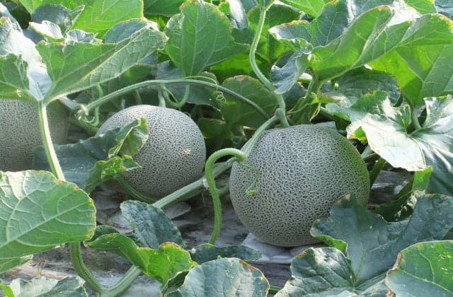 Fukasaku Farm Melon Picking