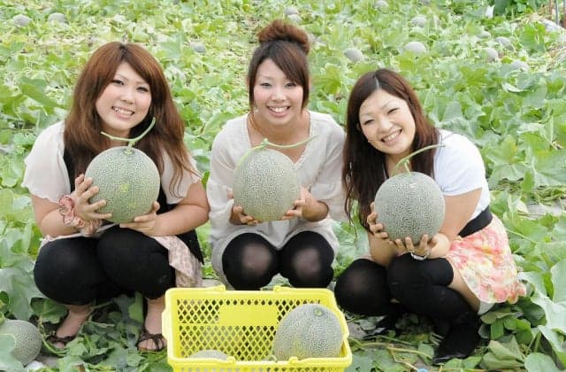Fukasaku Farm Melon Picking