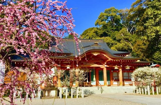Plums of Nagaoka Tenman-gu Shrine