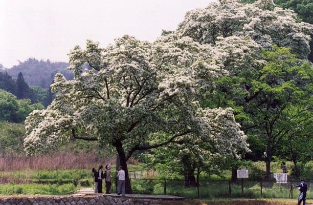 Hittsubago native fabric