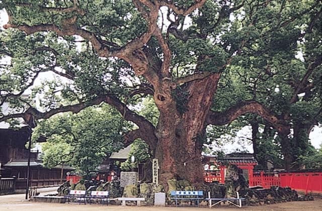 Forest of Hot Water Cover