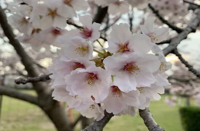 Yoshino cherry tree
