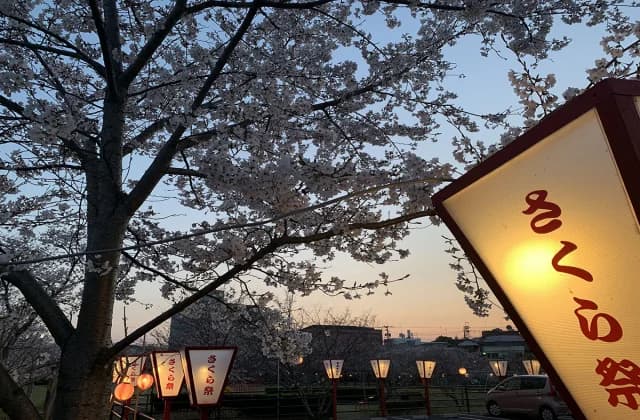 Bonbori and Yoshino cherry tree