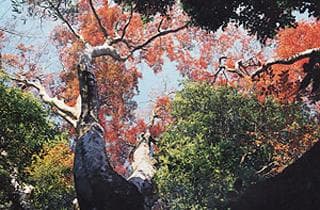 Iroha maple in Konuki