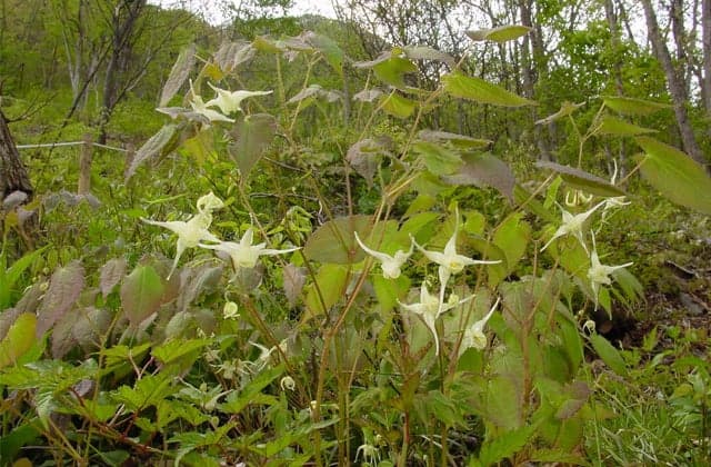 中山風穴特殊植物群落