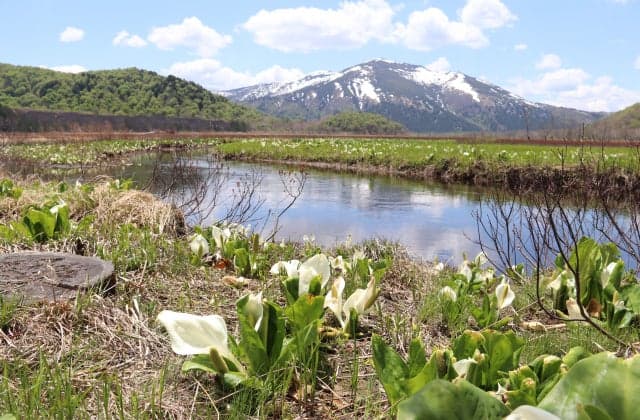 下ノ大堀川の水芭蕉