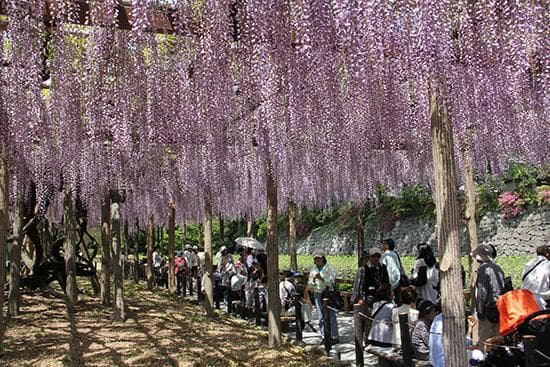 Wisteria
