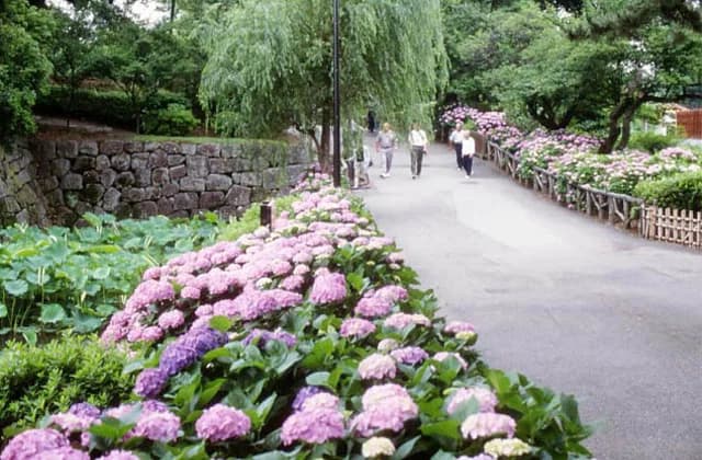 小田原城址公園のアジサイ