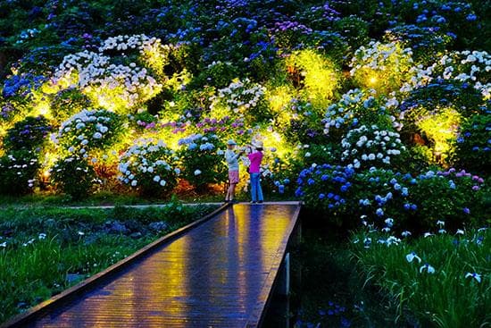 Hydrangea at Odawara Castle Ruins Park