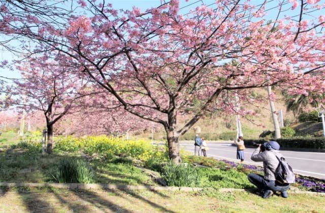 河津桜