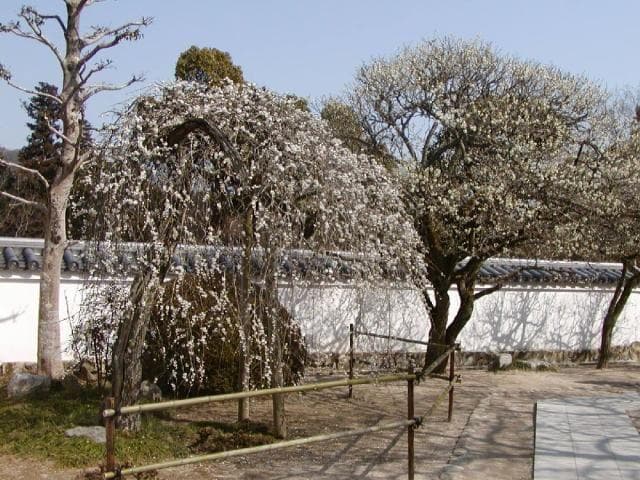 臥龍の梅