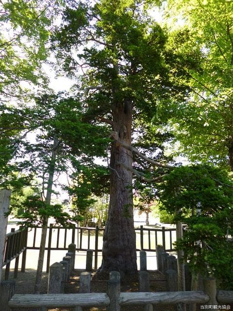 Pioneering Memorial Tree