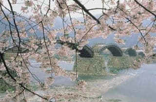 Kintai-kyo Bridge Cherry Blossom 1