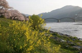 Kintai-kyo Bridge Cherry Blossom 2