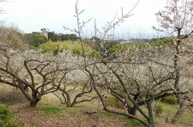 Plum at Tsujimura Botanical Park