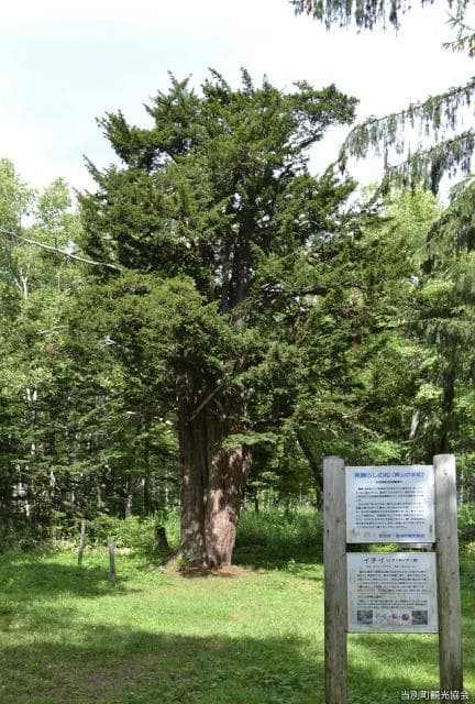 Water pine with a view