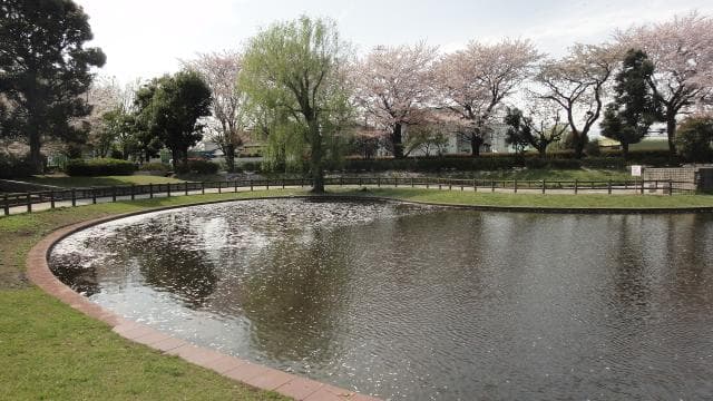 Pond