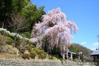 梅岩寺のしだれ桜