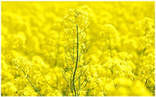菜の花２