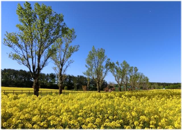 菜の花３